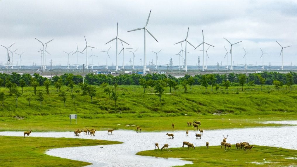 Wetland Wind Power in Yancheng, ChinaElks play in a wetland surrounded by wind turbines in Yancheng City, Jiangsu Province, China, July 17, 2023. (Photo by Costfoto/NurPhoto) (Photo by CFOTO / NurPhoto / NurPhoto via AFP)
