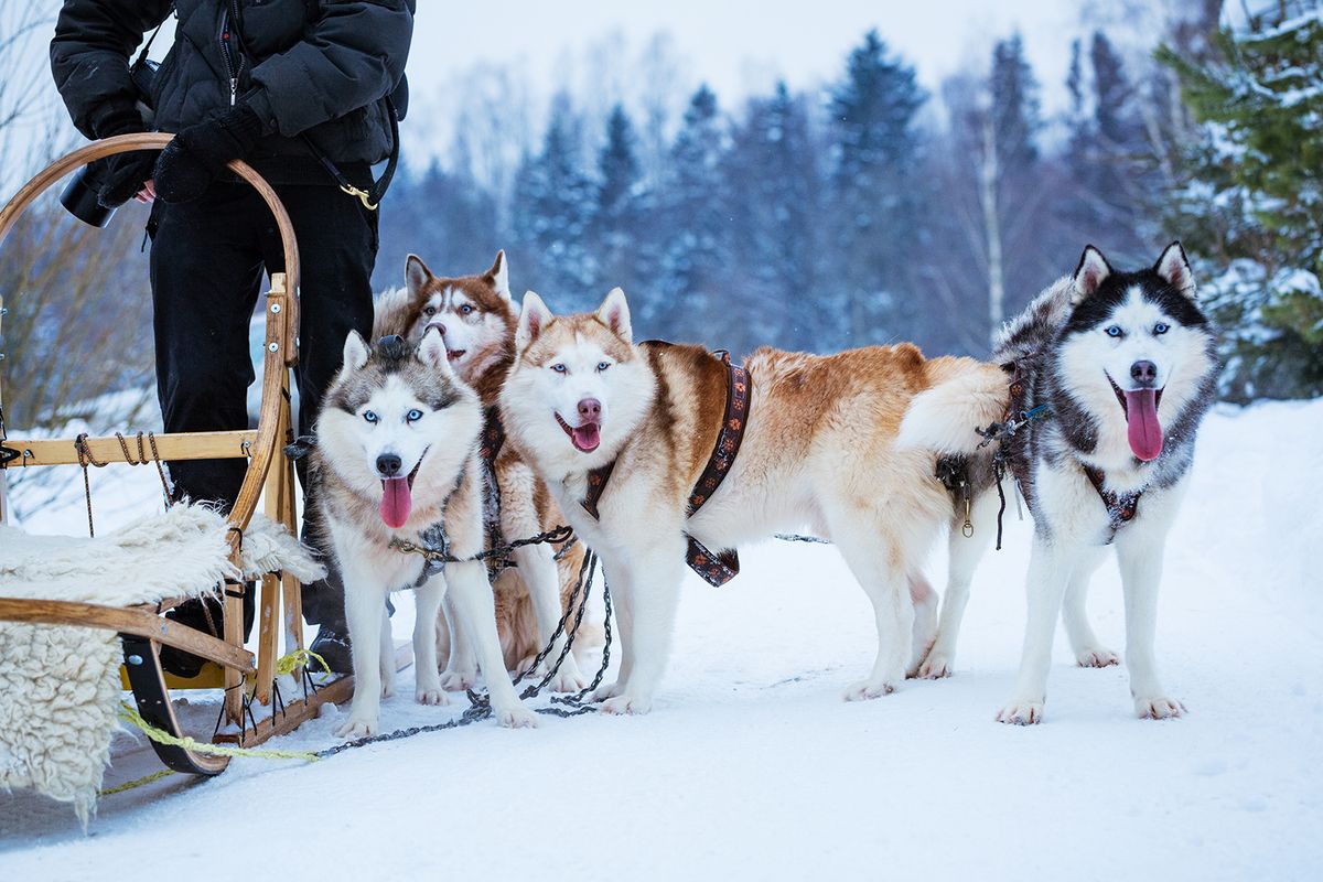 Dogs,Sled,In,Winter,Day
dogs sled in winter day