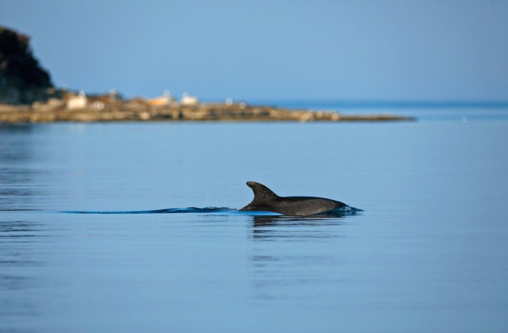 Common,Bottlenose,Dolphin,From,Brijuni,National,Park