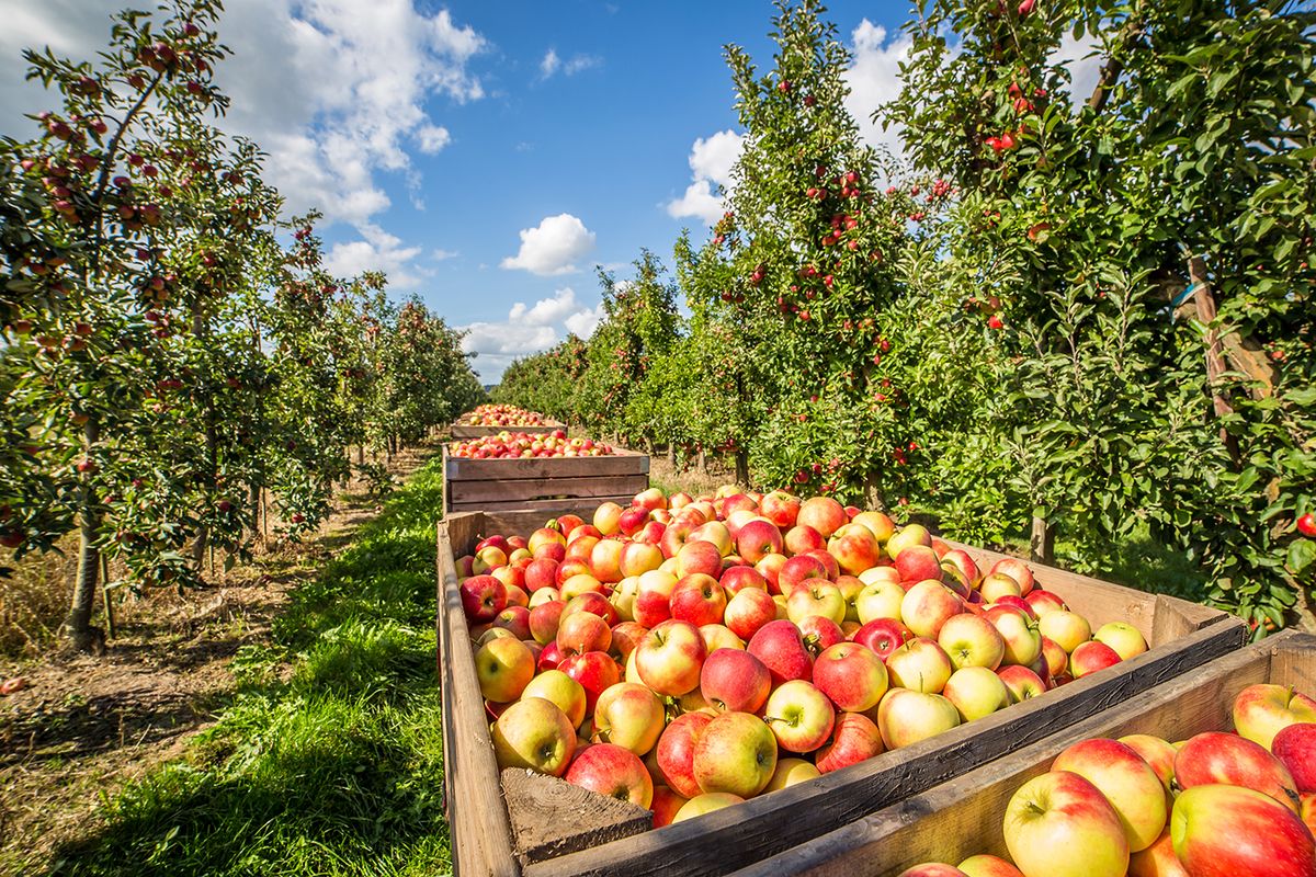 Ripe,Apples,On,An,Apple,Orchard,In,Northern,Germany