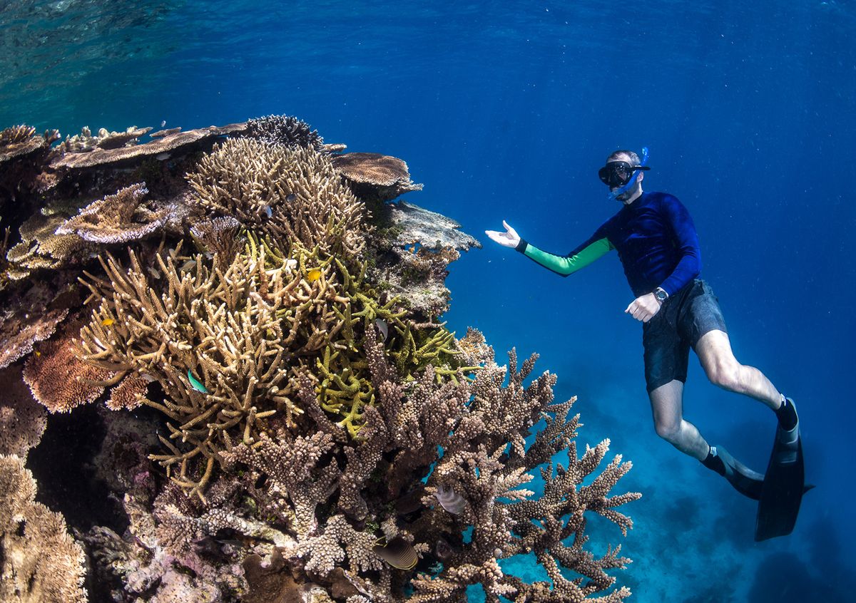 Australian Scientists Discover New Coral Species On Great Barrier Reef