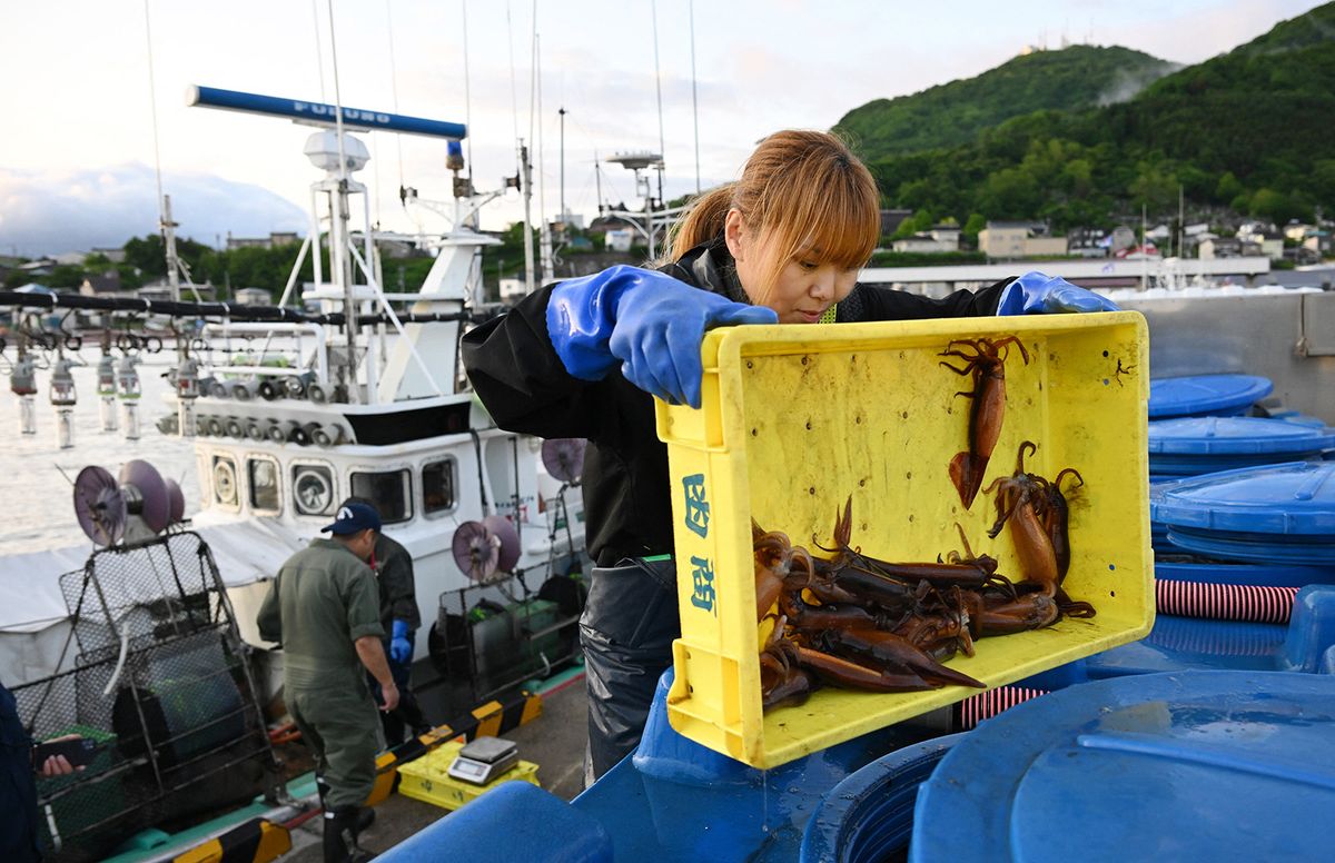 Japanese flying squids, Surumeika, are unloaded at Hakodate Fishing Port in Hakodate City, Hokkaido prefecture on June 3, 2022, the first day of fishing in the waters around southern Hokkaido.( The Yomiuri Shimbun ) (Photo by Taketo Oishi / Yomiuri / The Yomiuri Shimbun via AFP)