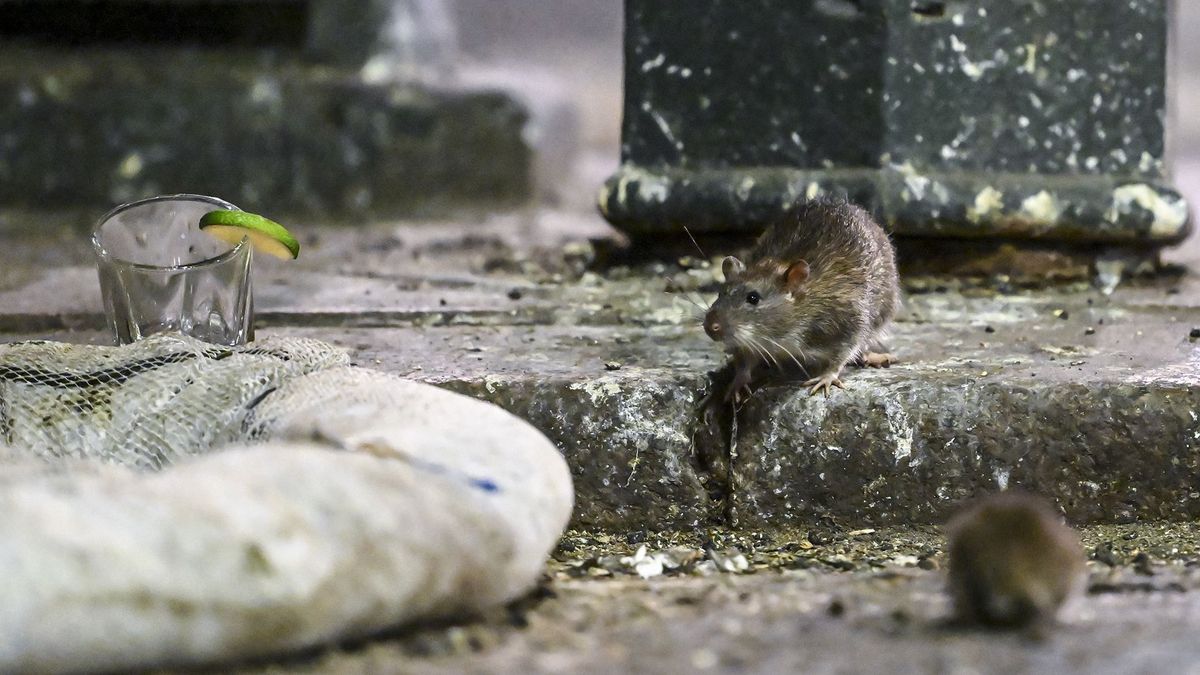 Van, aki a patkányokból is turistalátványosságot csinál