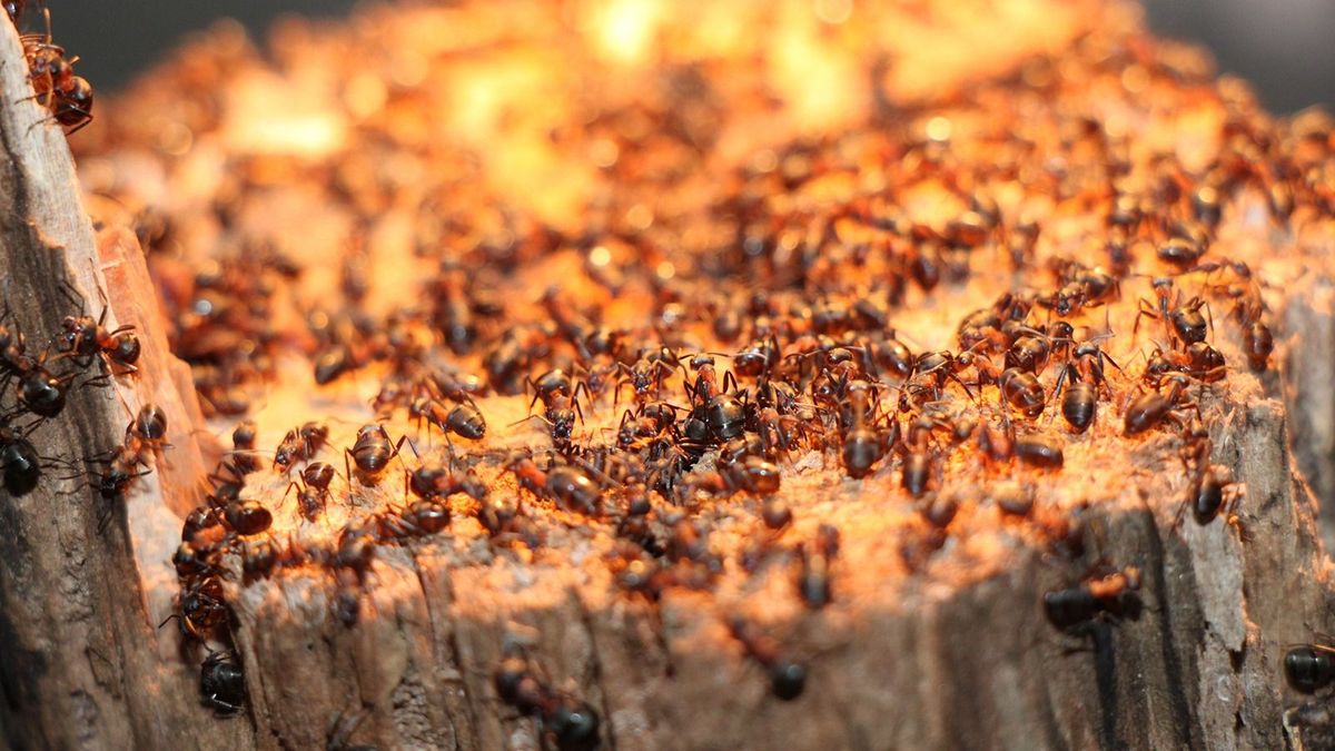 Ant,Workers,(formicidae),On,A,Tree,Trunk
ant workers (Formicidae)  on a tree trunk 
hangyaboly