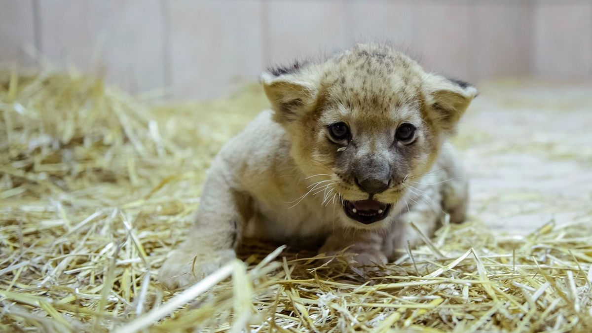 Utcán kóborolt egy oroszlánkölyök Szabadkán