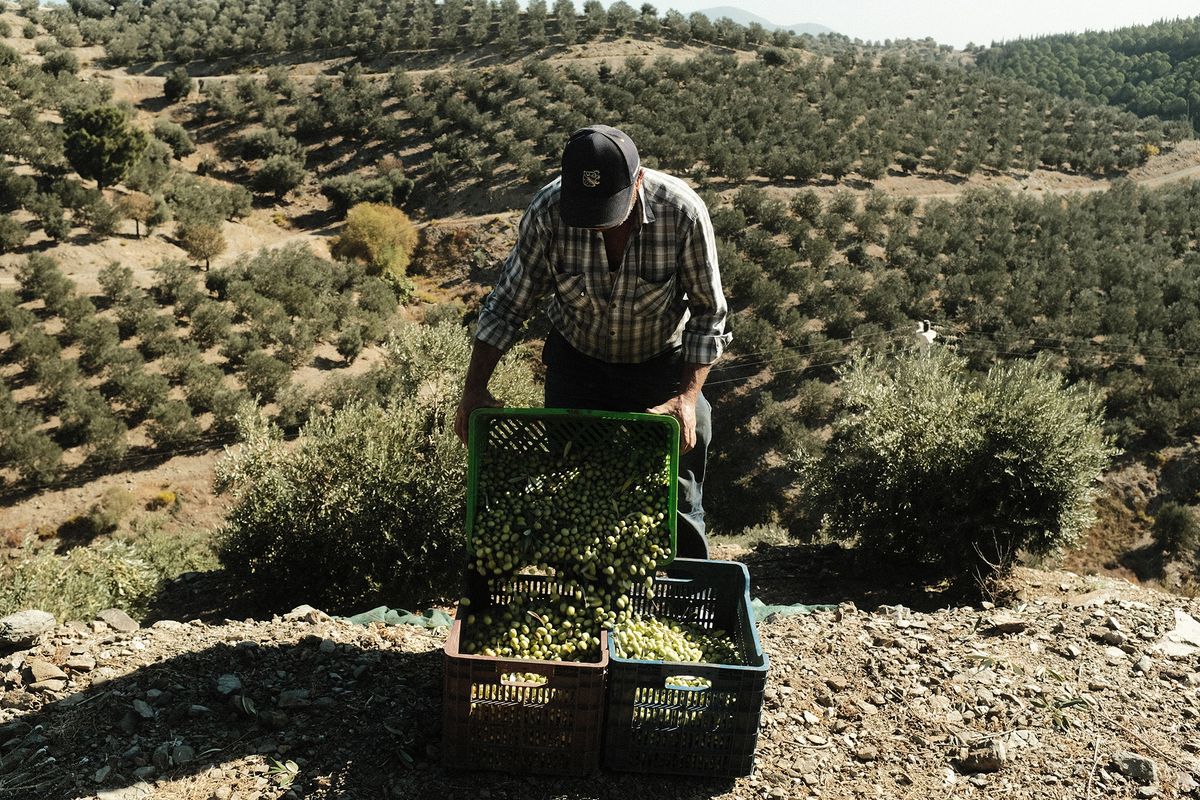 Olive Harvest In Izmir