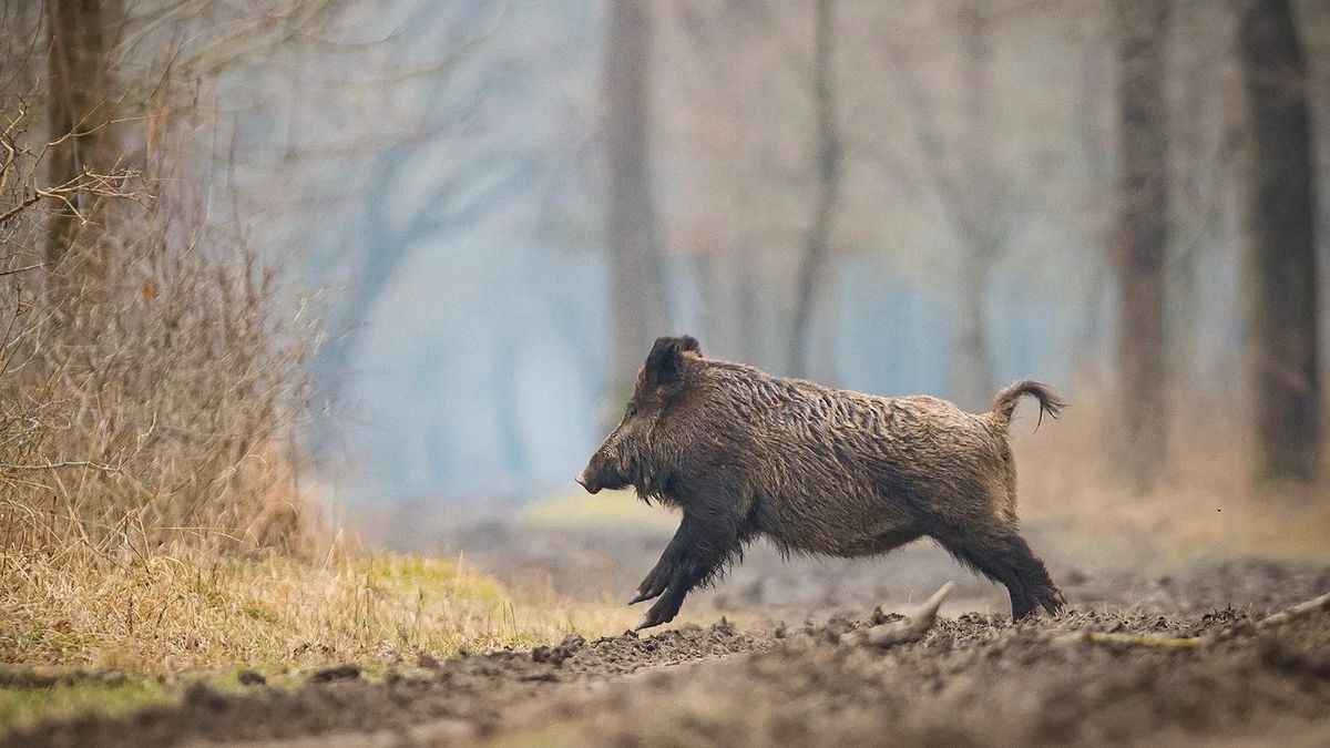 20220210 SzekszárdGemenci erdőben vadetetés, a Gemenc ZRT. jóvoltából. Sétáló János fogatos etette meg az állatokat.Fotó: Makovics Kornél MKTolnai Népújság