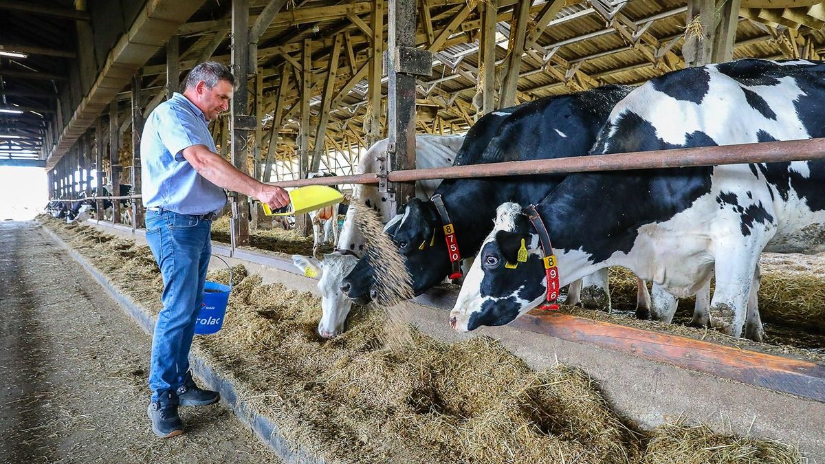 Kevesebb takarmányt állítottak elő itthon és drágábban adták