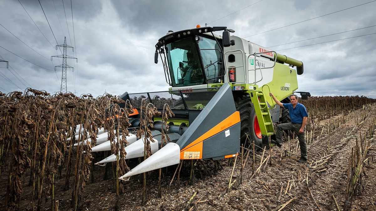 Az ukrán gabona kitiltása sem ment meg a búza termőterületének csökkenésétől