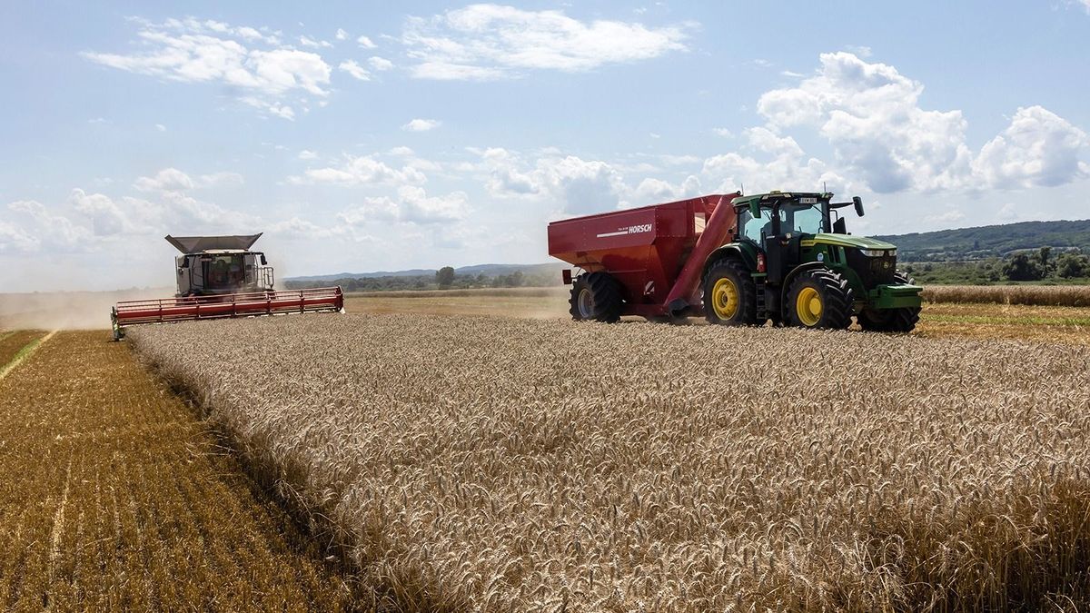 Nőttek az agrárárak, de a növénytermesztőknek betett az ukrán gabona importja
