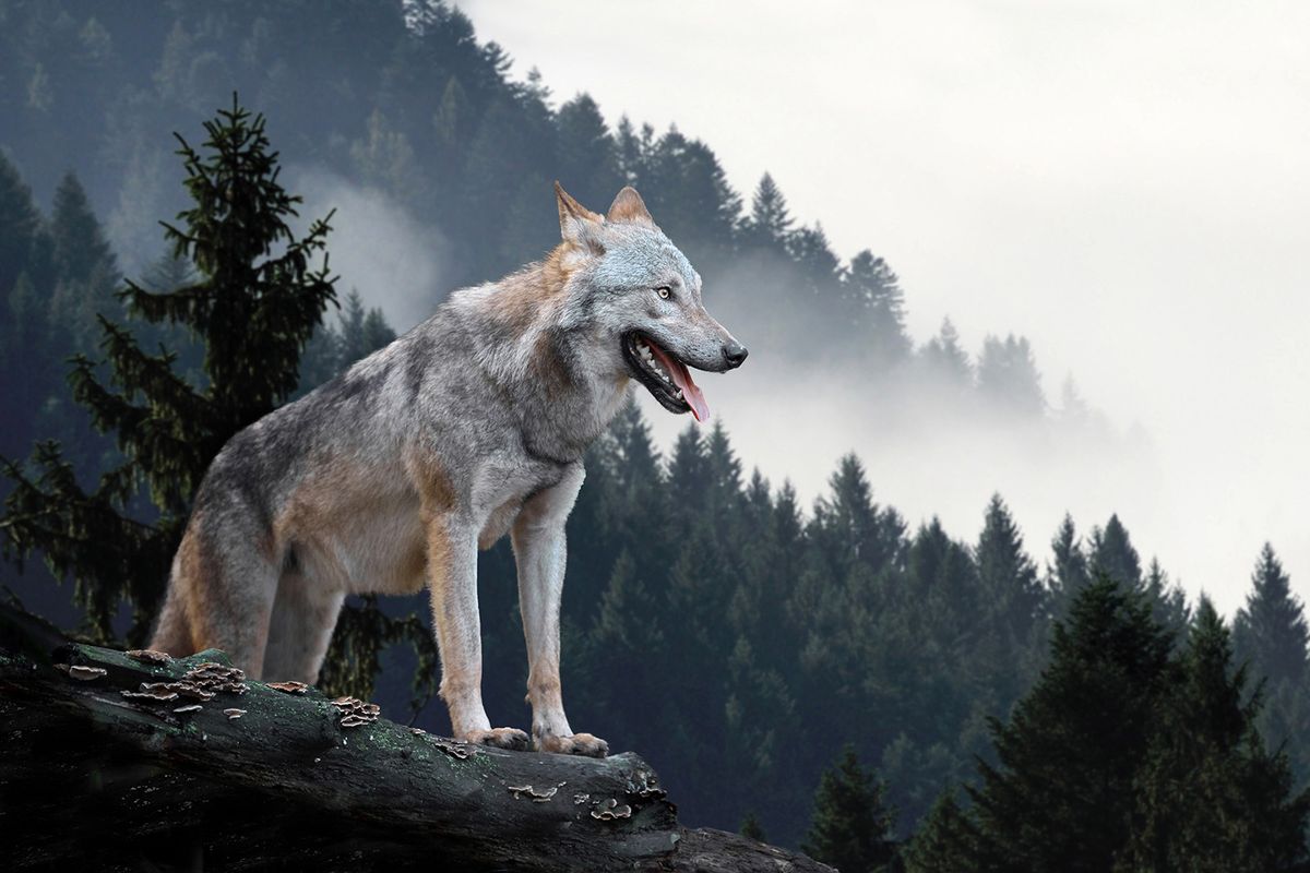 Timber,Wolf,Hunting,In,Mountain