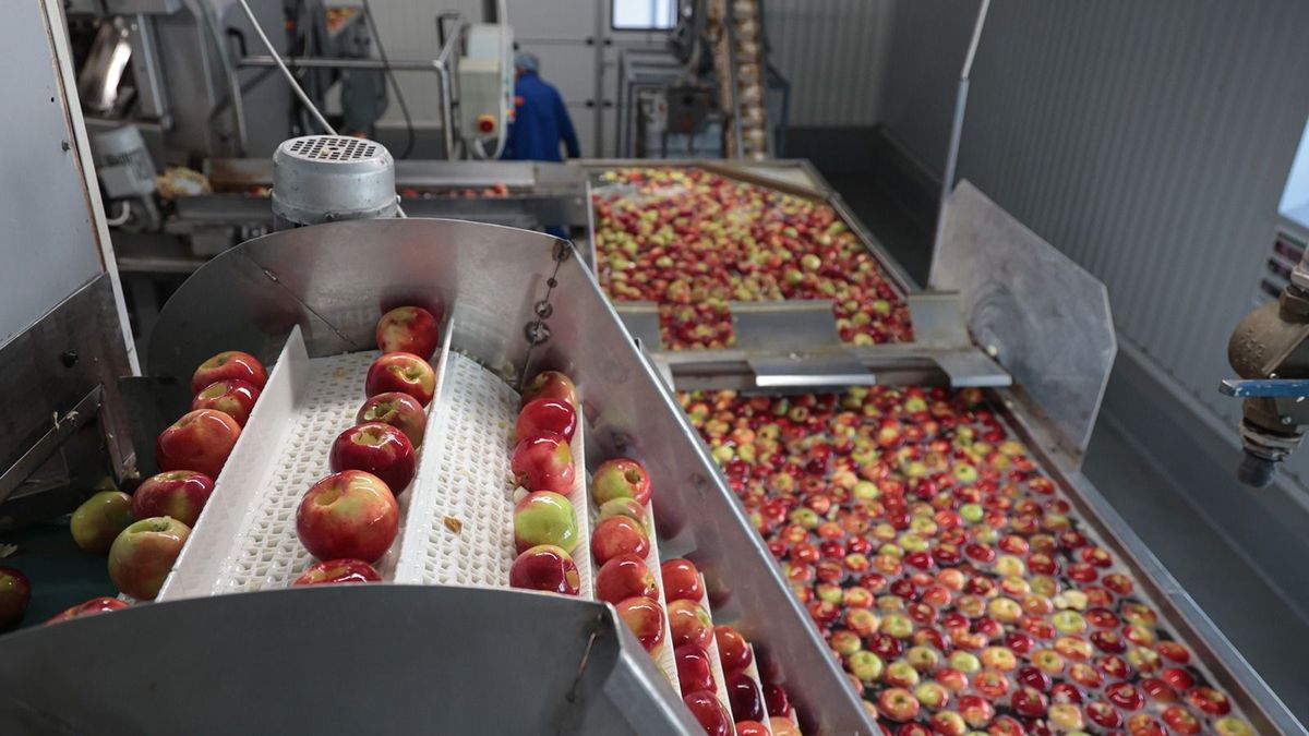 Érik a léalma-botrány, az alacsony árak miatt sokan abbahagyhatják