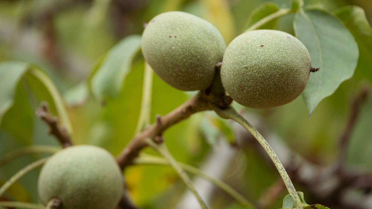 Hiába a jó termés, gyengül a magyar dió piaci pozíciója
