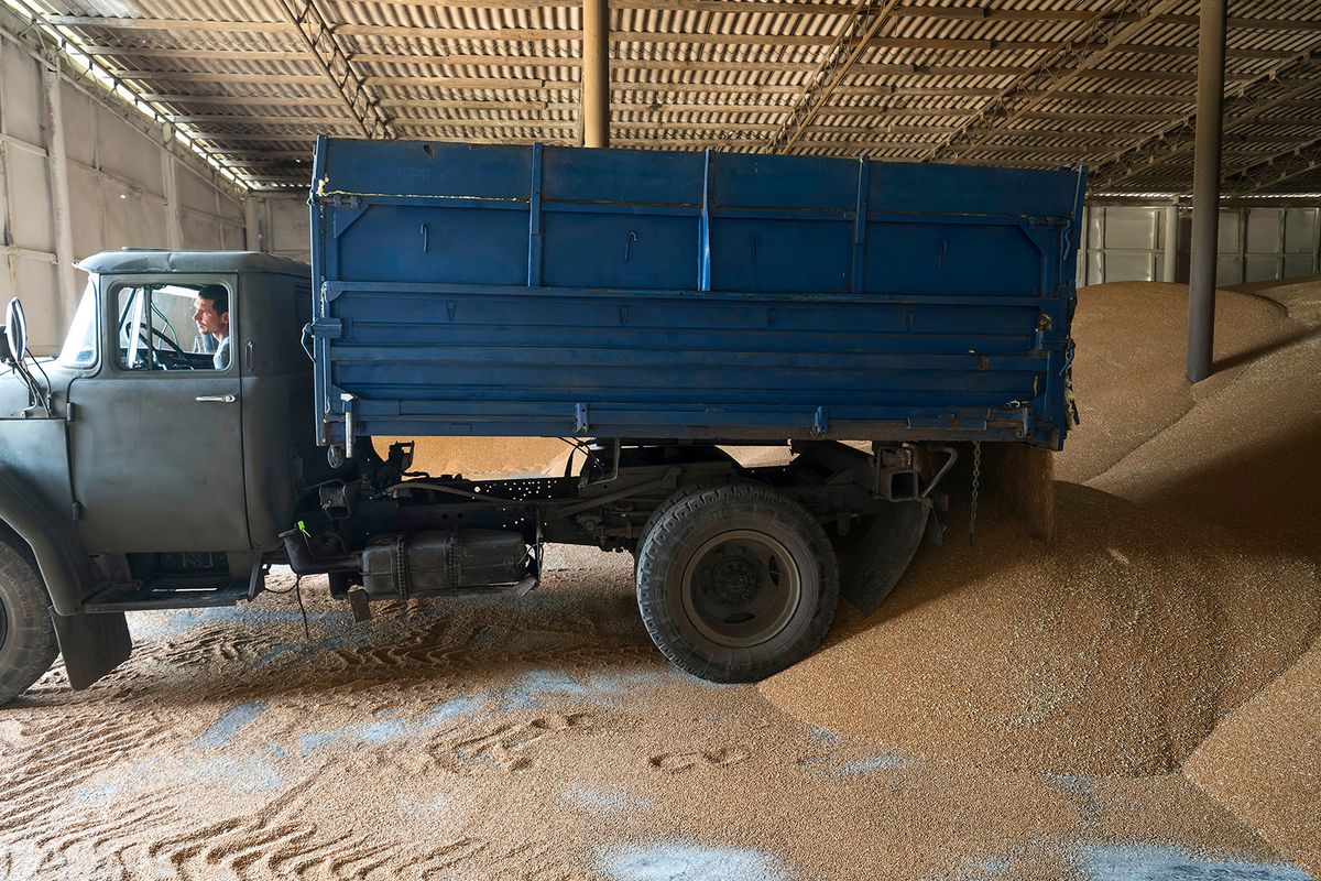 Agricultural Enterprise In Kyiv Region
An employee unloads wheat grains inside a storage in the village in Kyiv region, Ukraine, amid Russia's attack on Ukraine, August 10, 2023 (Photo by Maxym Marusenko/NurPhoto) (Photo by Maxym Marusenko / NurPhoto / NurPhoto via AFP)