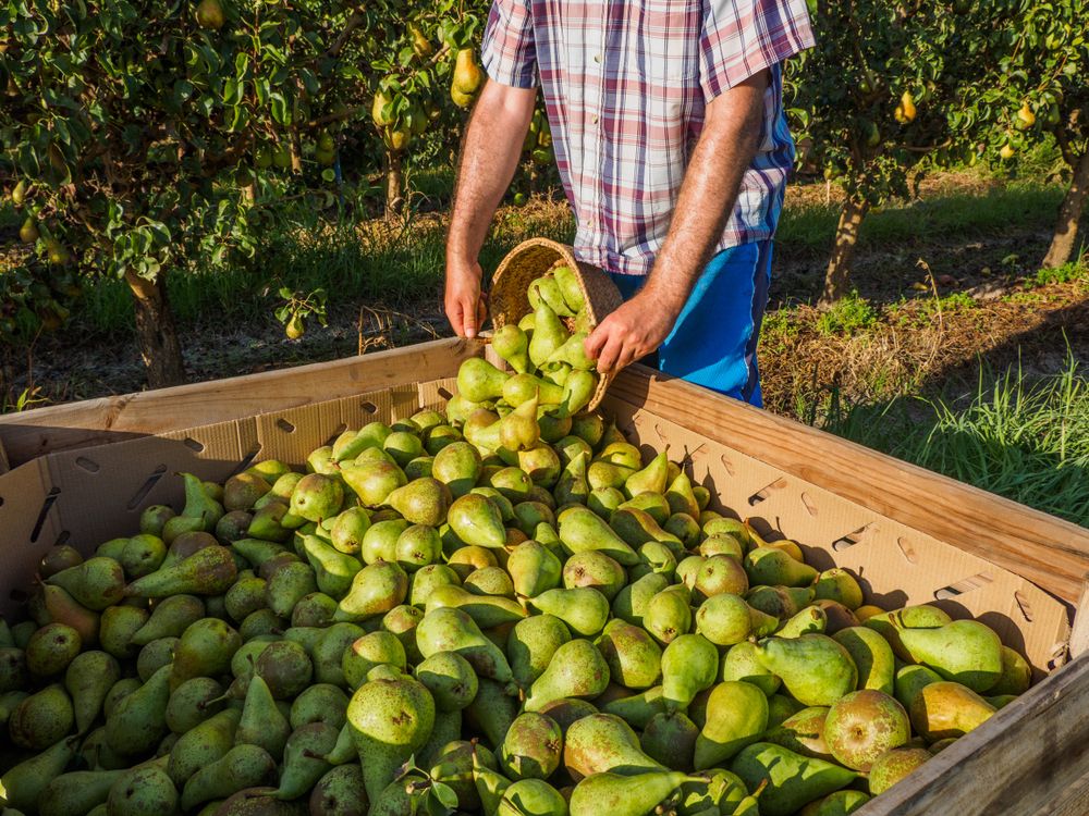 Pear,Harvest,,Conference,,In,The,Countryside