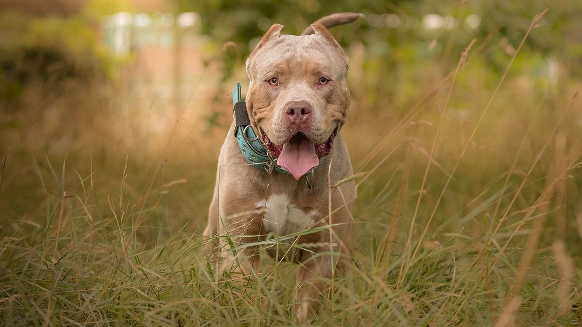 Halálos veszély: három ember került kórházba egy kutya miatt szombaton, a britek betilthatják a fajtát