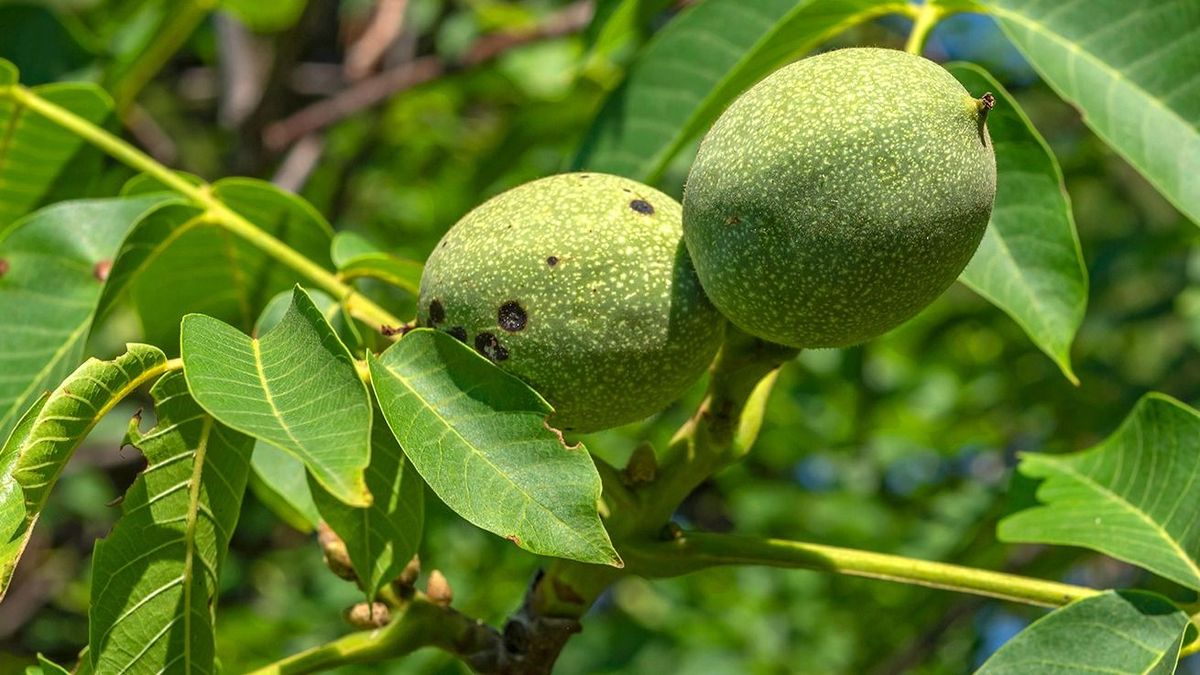 Hoppon maradt idén a diólégy, lesz bejglibe aprítani való