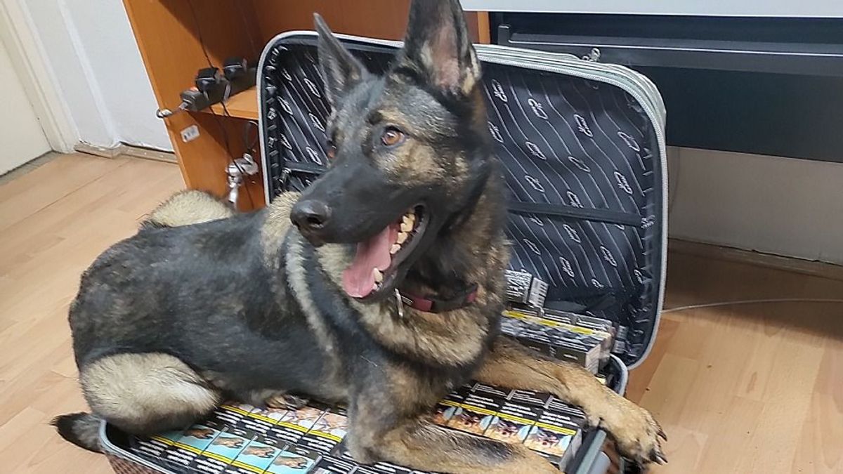 Jázmin, a drogkereső kutya fogott el egy cigarettacsempészt a magyar határon