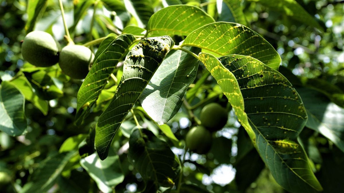 Dől az országba a rossz dió, ami nem a légy miatt fekete