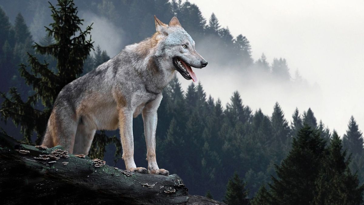 Timber,Wolf,Hunting,In,Mountain