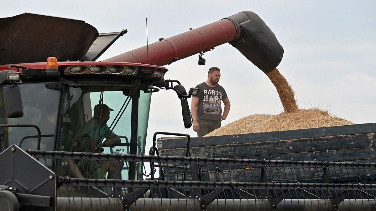 Lengyelország sem engedi be az ukrán gabonát