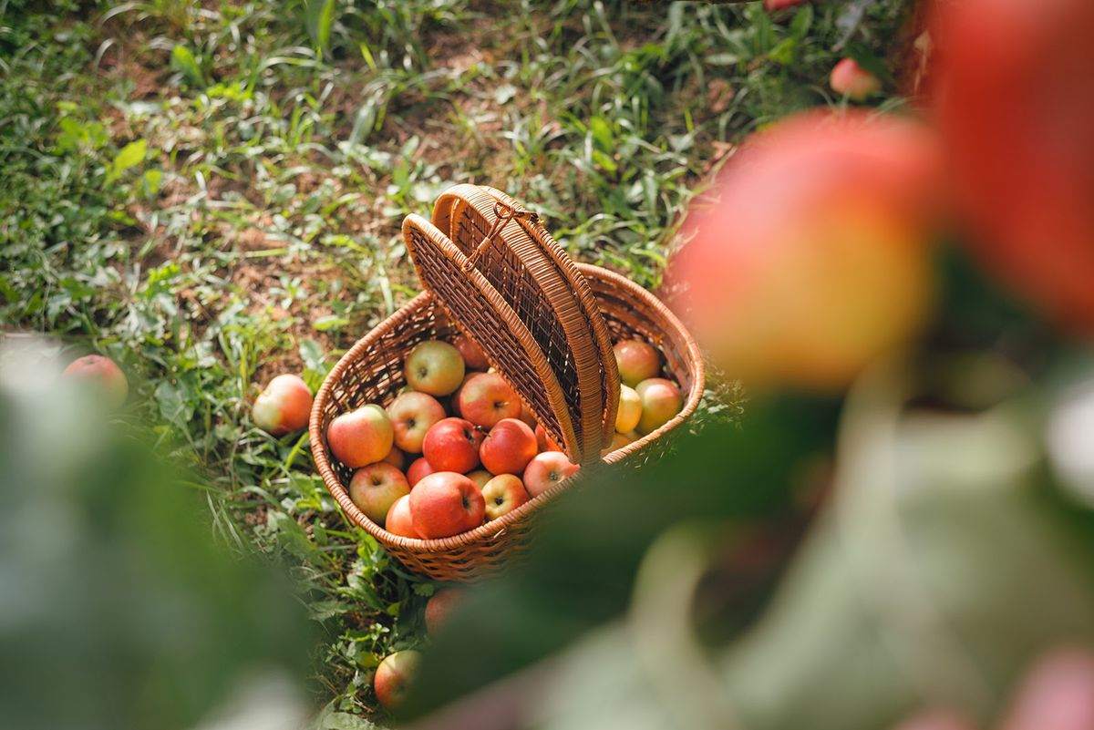 Apples,In,Basket,On,Green,Grass,In,Autumn,Orchard.,Apple