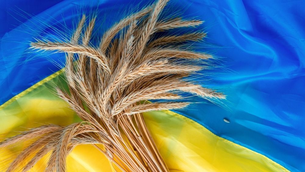 Grain,Wheat,And,Spikelets,On,A,Blue,Background.,Ukrainian,Grain