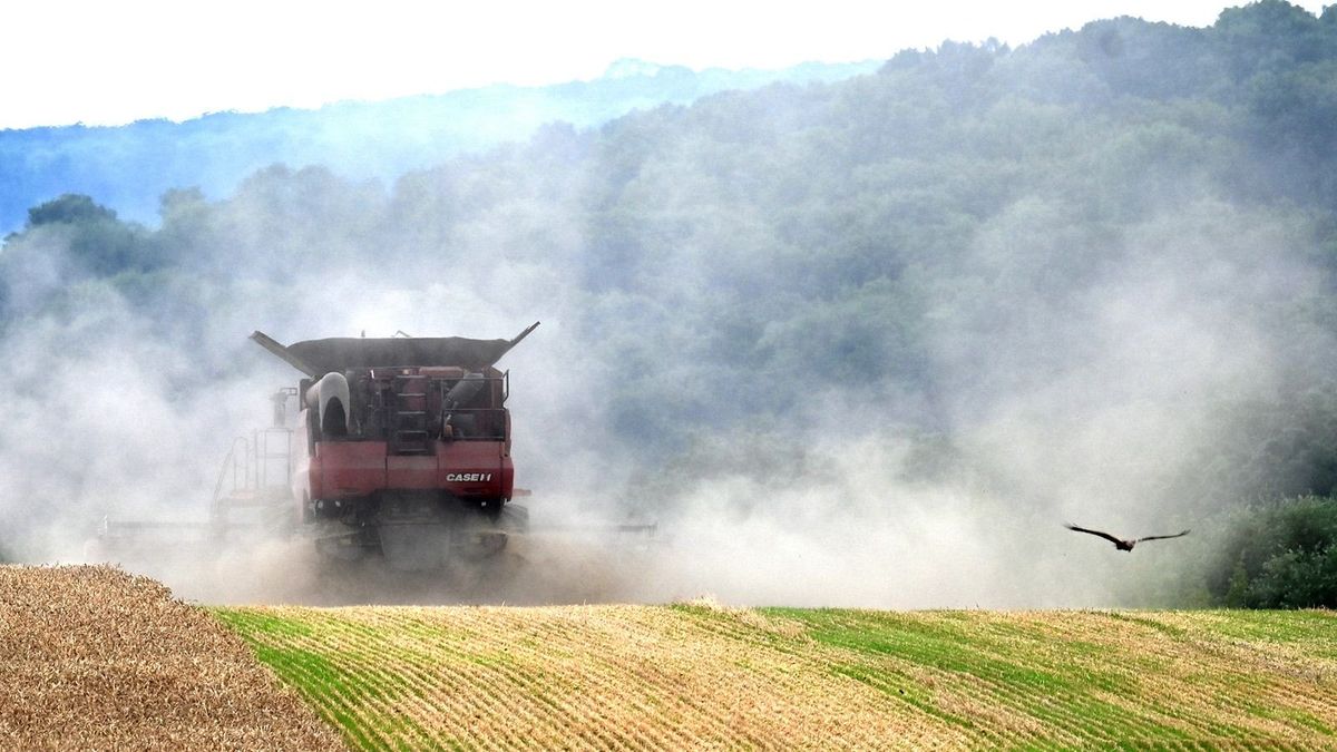Ukrajna a gabonakorlátozások miatt beperel három országot – köztük Magyarországot is