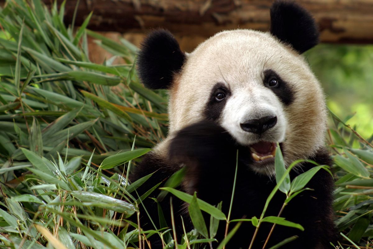 Photo,Of,Giant,Panda,,The,Giant,Panda,Is,Endangered,Species