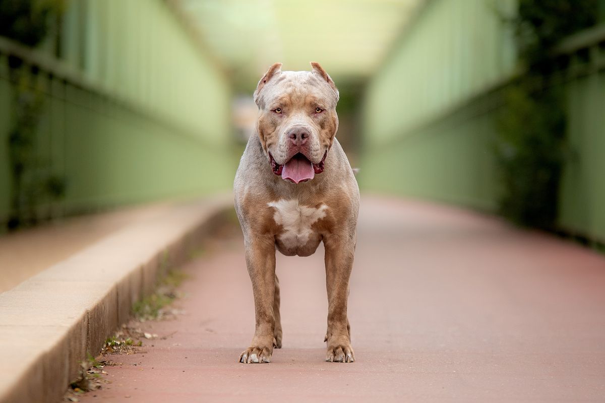 A,Beautiful,American,Bully,Xl,Dog,In,Nature