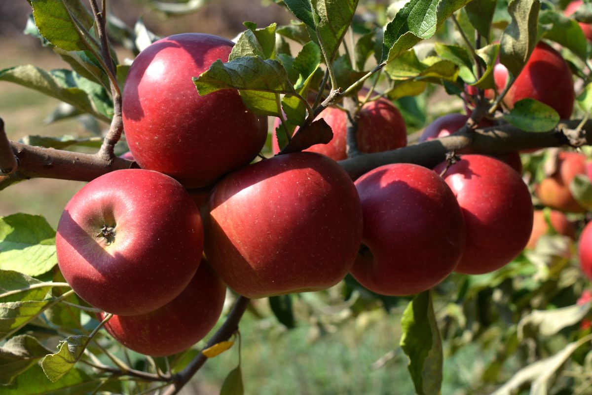szabolcsi, alma, apple, agrárminisztérium
