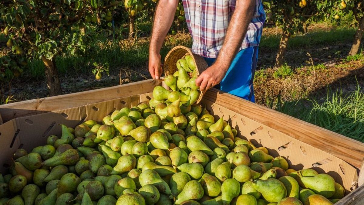 Öregednek a körteültetvények, közepes szint alatt marad idén a termés