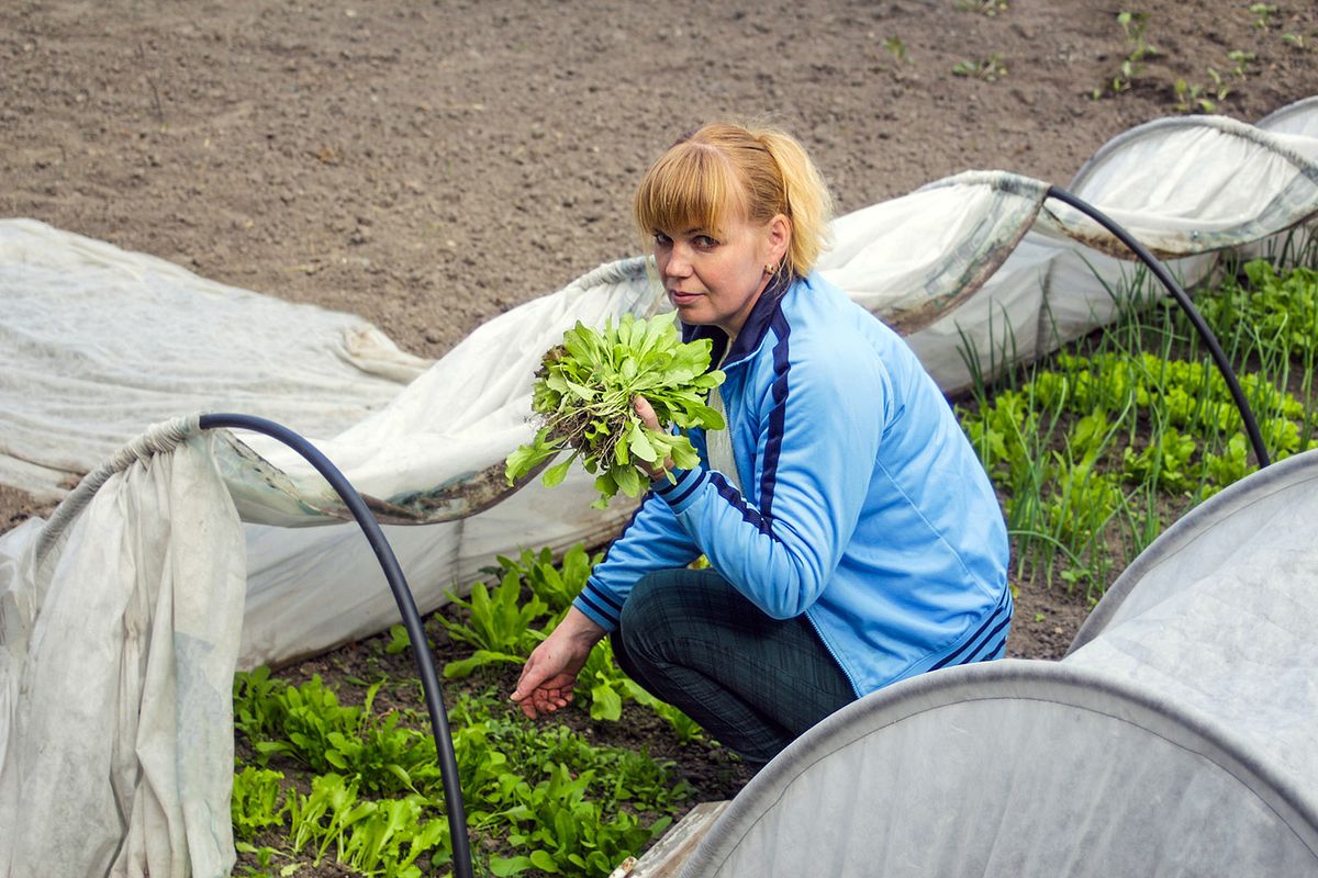 European,Woman,Blonde,With,Gathered,Hair,In,A,Blue,SweaterEuropean woman blonde with gathered hair in a blue sweater holds in her hands a crop of lettuce among home greenhouses. Blurred gray, white, green background. DIY organic organic food concept.
ökogazdálkodás,