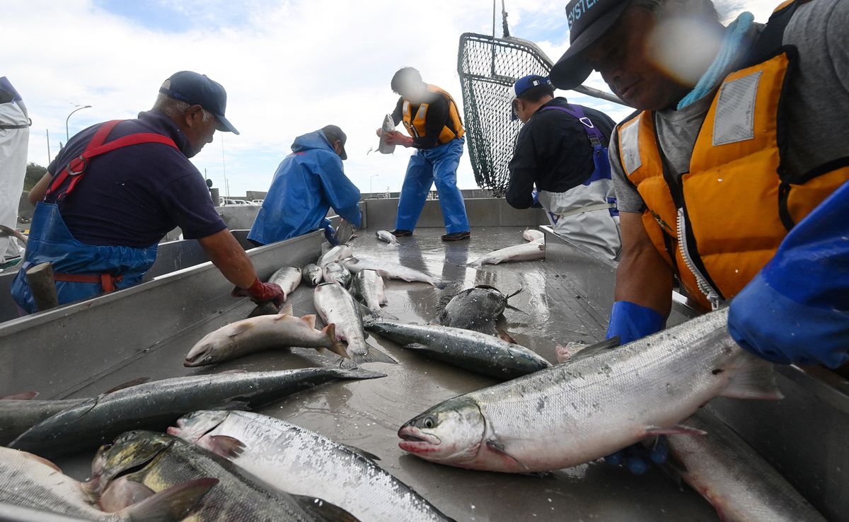Salmon season starts in Hokkaido, Japan