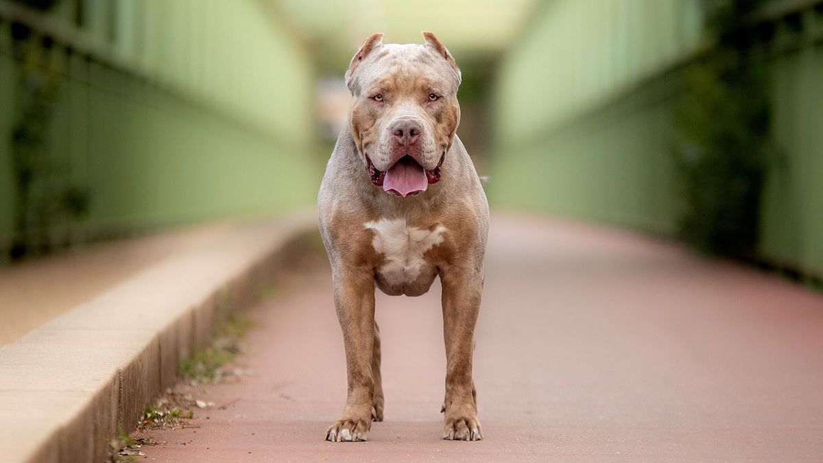Felkavaró felvételen az amerikai bully támadása – a miniszterelnök is megszólalt, betilthatják a kutyafajtát