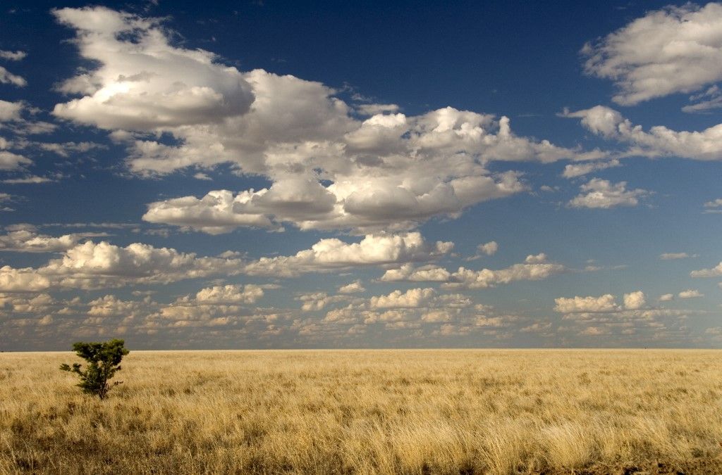 The dead-flat grasslands of the Barkly Tablelands, Northern Territory, Australia, Ausztrália