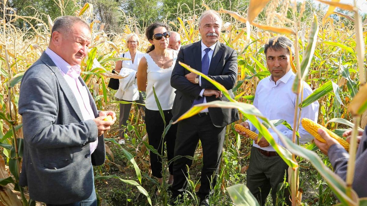 Érik a magyar kukoricafajta Kirgizisztánban – erről a helyszínen győződött meg a magyar agrárminiszter