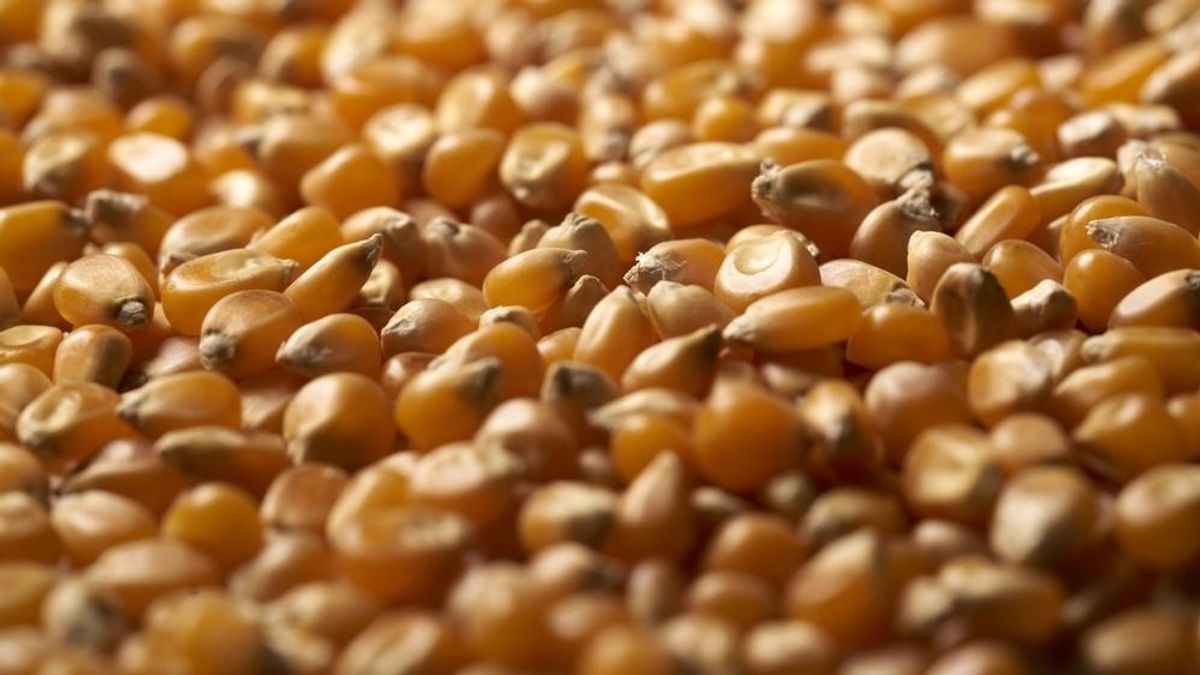 Hiába a jó termés, a csőd szélére sodorta a horvát gazdákat az ukrán gabona