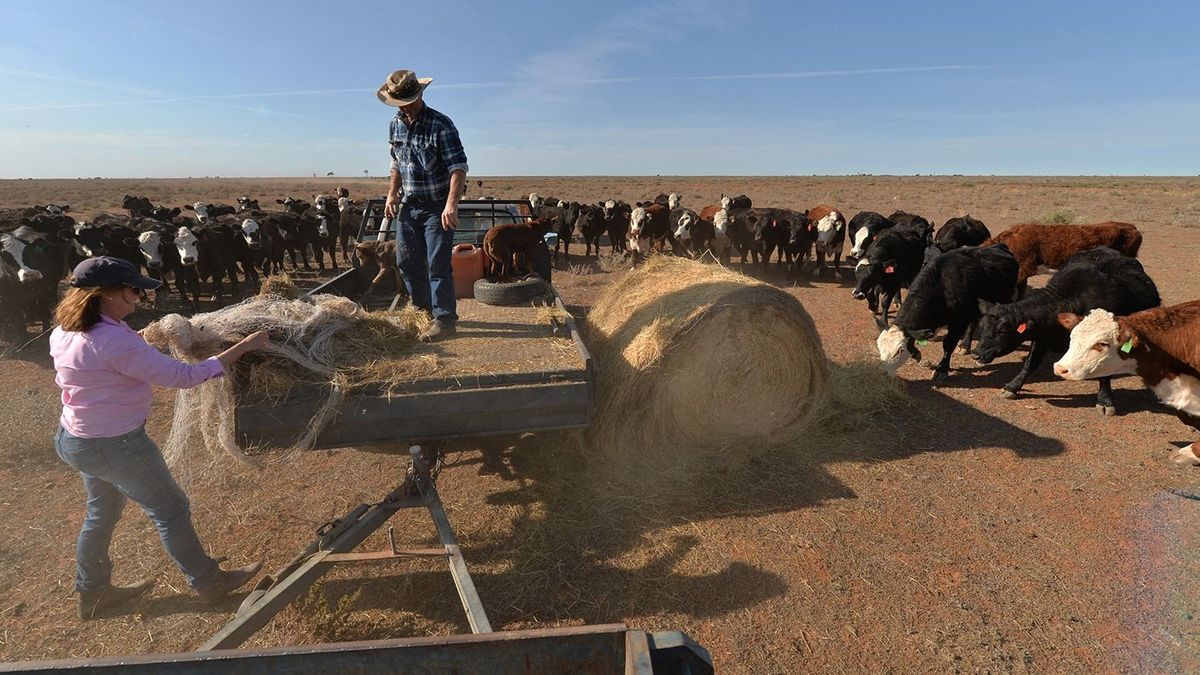 This picture taken on September 28, 2018 shows farmers Matt and Sandra Ireson feeding their cattle due to lack of vegetation caused by a severe and prolonged drought on their property outside the town of Booligal in western New South Wales. From abandoned baby kangaroos to wallabies being blinded by the sun and koalas having to go walkabout to look for eucalyptus leaves, Australia's exotic wild animals are struggling to adapt to a crippling drought. In Booligal, where rainfall this year is 75 percent below average, farmers Matt and Sandra Ireson have seen increasing numbers of kangaroos and emus near roadways as they chase the "green pick" -- tufts of grass that spring up from water running off tarmac after a rare shower. (Photo by Peter PARKS / AFP) / TO GO WITH Australia-environment-drought-climate-animal, FOCUS by Glenda KWEK