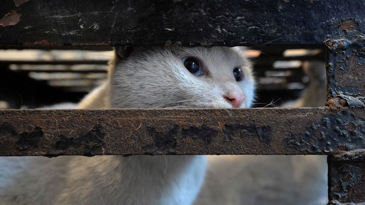 Majdnem ezer macskát mentettek meg a vágóhídtól Kínában