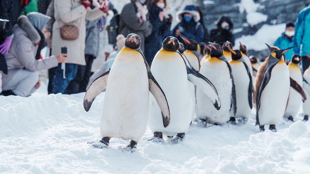 King,Penguin,Parade,Walking,On,Snow,At,Asahiyama,Zoo,In