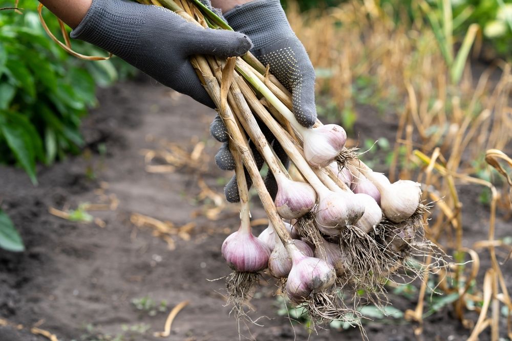 Garlic,Harvesting,Close-up,Of,Gloved,Hands,,Gardening,Vegetables