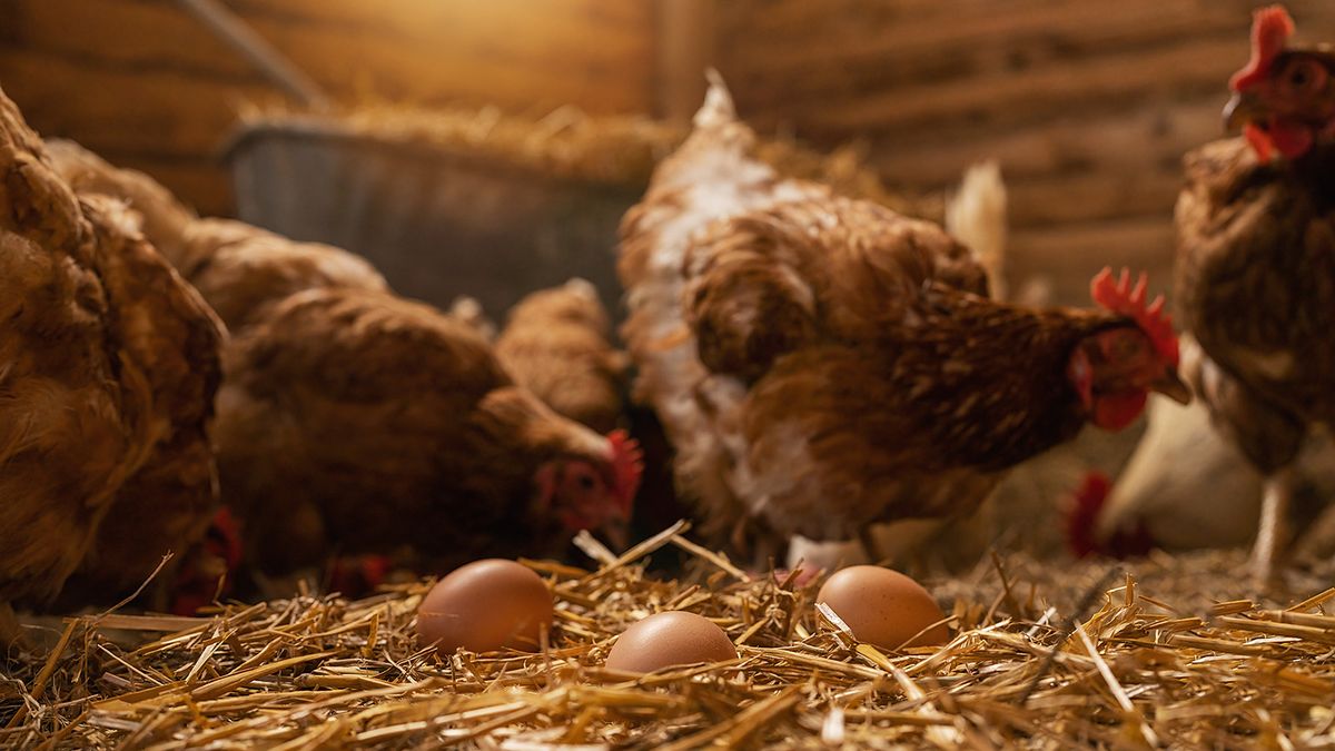 Hen,Lays,Eggs,At,A,Chicken,Coop,In,A,Grouphen lays eggs at a chicken coop in a group of chickens at a bio farm. Hens in hen house. Chicken eggs in hen house. Chicken farm in germany