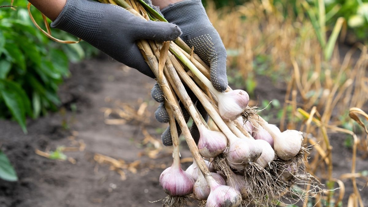 Fokhagyma: kevesebb termett belőle idén, csökkent az importja is, mégsem drágult a nagybanin