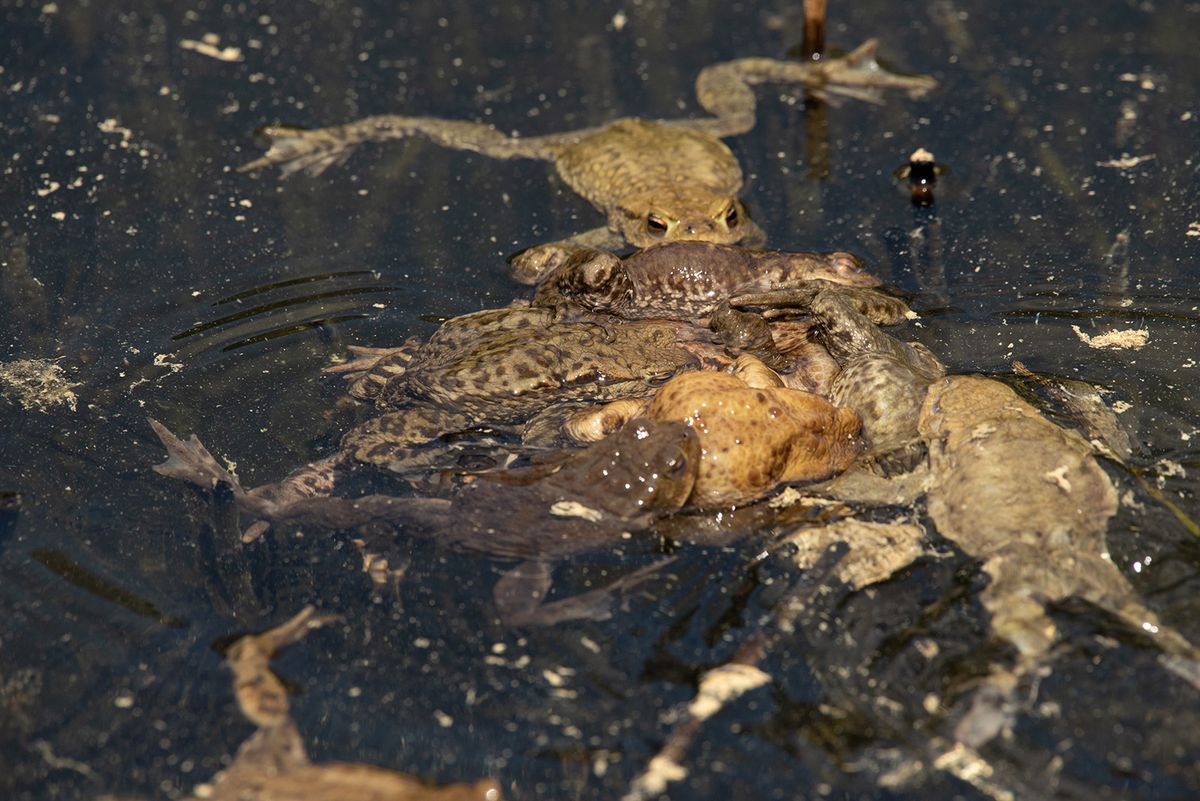 Large,Frogs,In,The,Water,Of,A,Lake
békák, párzó-labda- 