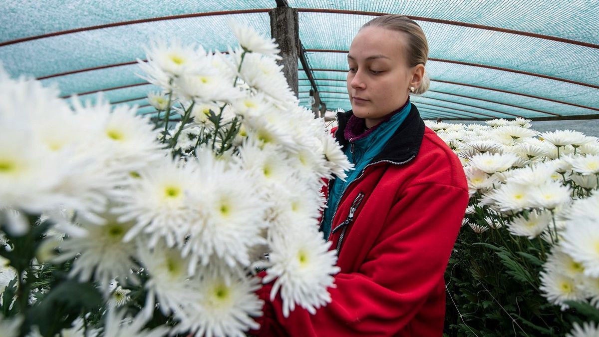A termelőknél maradtak a tavalyi árak, de a virágárusoknál emelkedést mutat a temetői árkörkép