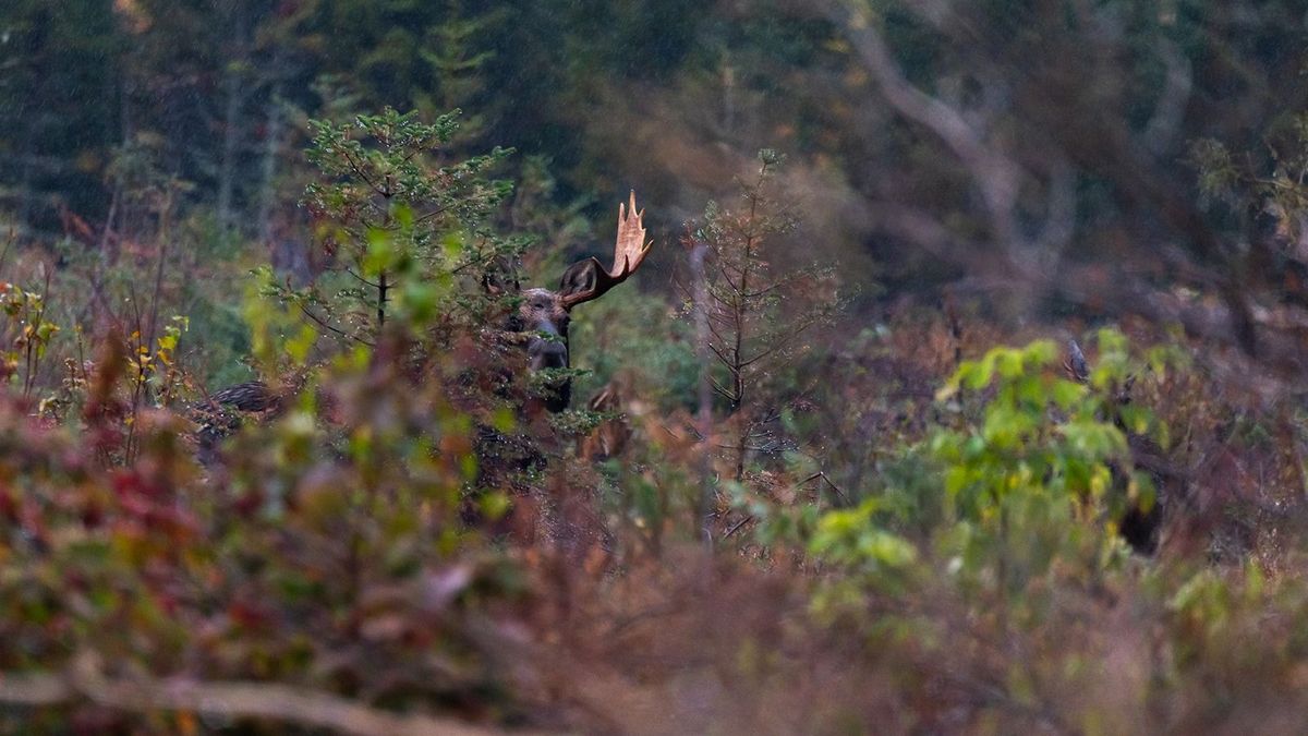 Ritka, harmincöt éve nem látott vadállatott vettek videóra Borsodban – csak nehogy úgy járjon, mint a farkas