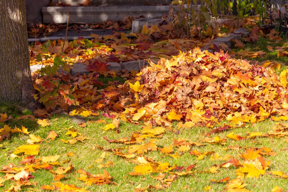 A,Loose,Pile,Of,Fallen,Autumn,Maple,Leaves,Is,On