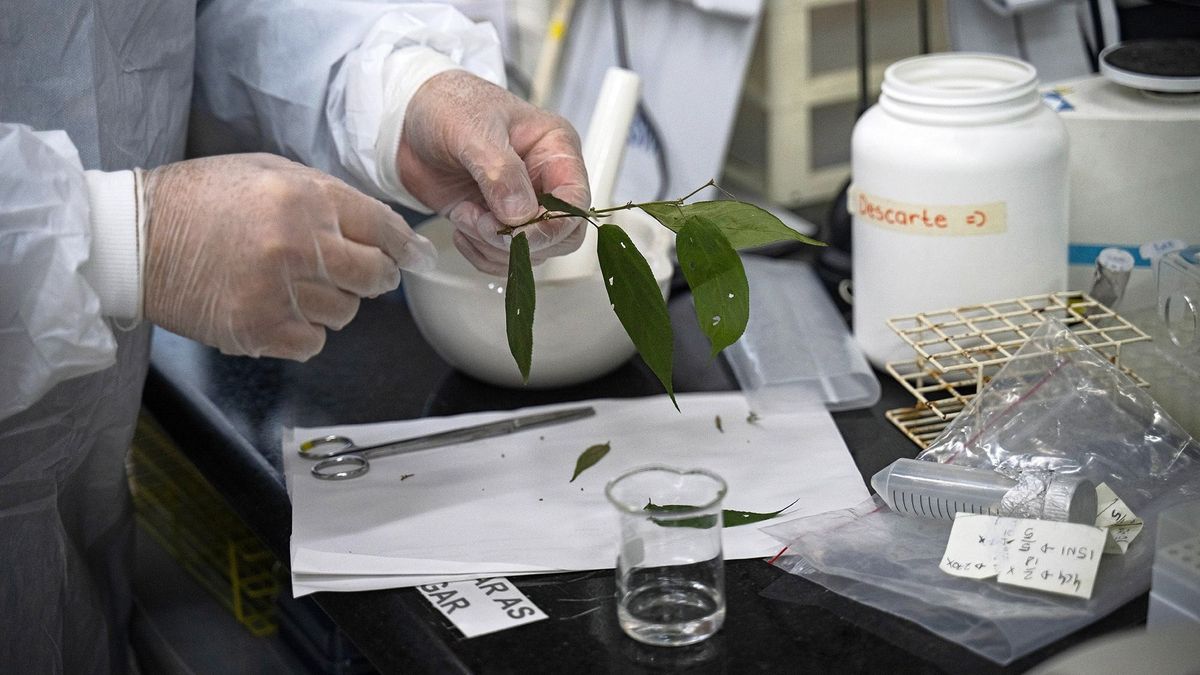 Kannabisz forradalom: nem csak a fűben van CBD, találtak egy másik növényt is