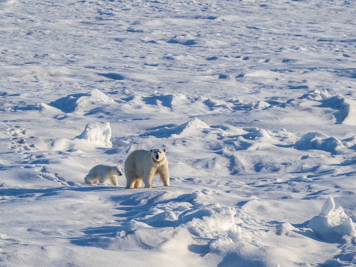 A mother polar bear (Ursus maritimus) with her COY (cub of year) walking on the fast ice edge, Storfjorden, Svalbard, Norway, Europe (Photo by Michael Nolan / Robert Harding RF / robertharding via AFP)